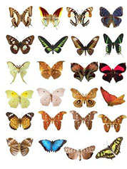 клипарт для фотошопа бабочки скачать бесплатно