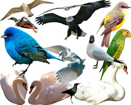 клипарт для фотошопа птицы синицы утки лебеди попугаи 