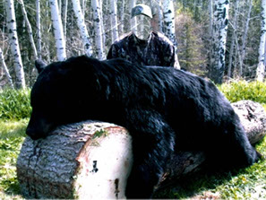 скачать бесплатно шаблон для фотошопа с большим медведем