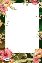 рамка для фотошопа цветы суданской розы, гибискус рамка