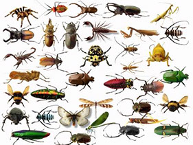 клипарт для фотошопа насекомые тараканы пауки жуки пчелы скачать бесплатно