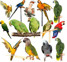 клипарт для фотошопа попугаи скачать бесплатно