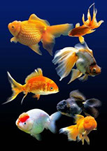 клипарт для фотошопа золотые аквариумные рыбки