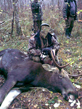 скачать шаблоны для охотников охота на лося