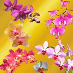 скачать бесплатно клипарт для фотошопа орхидеи